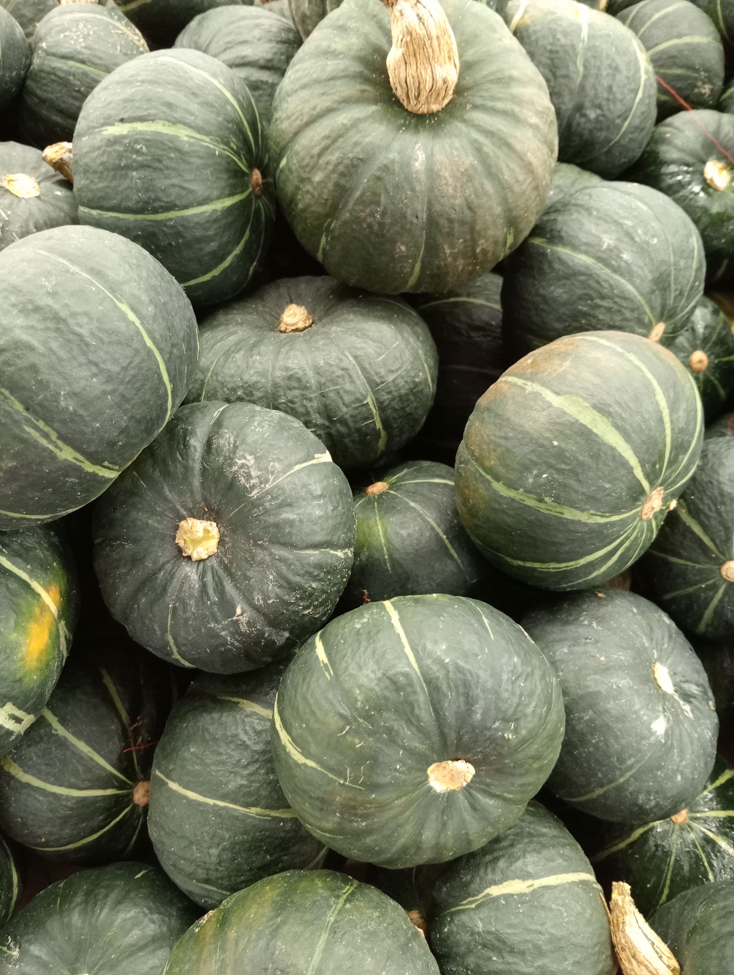 Ash Gourd / Wax Gourd sourced from India