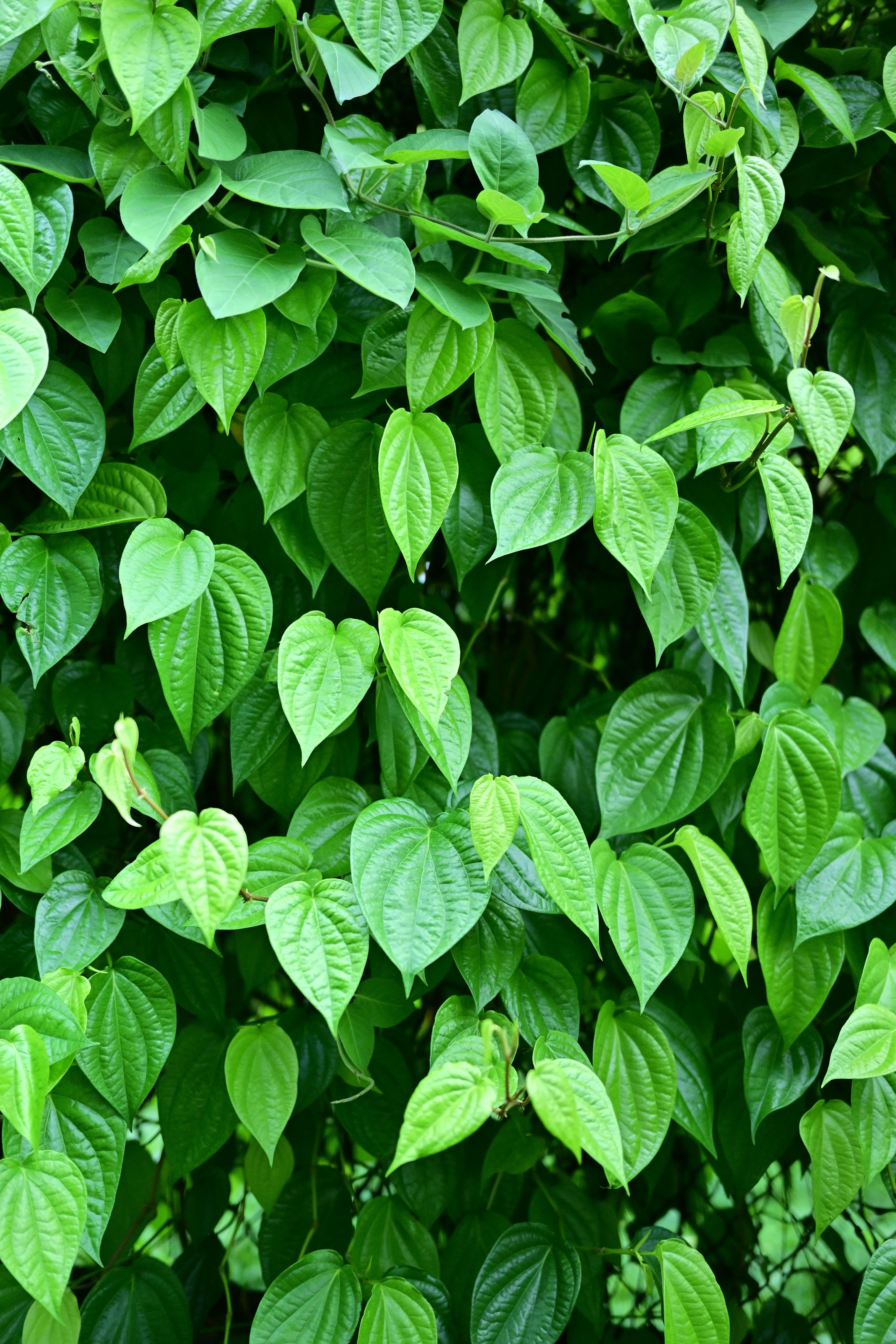 Betel Leaves / Paan Leaves sourced from India