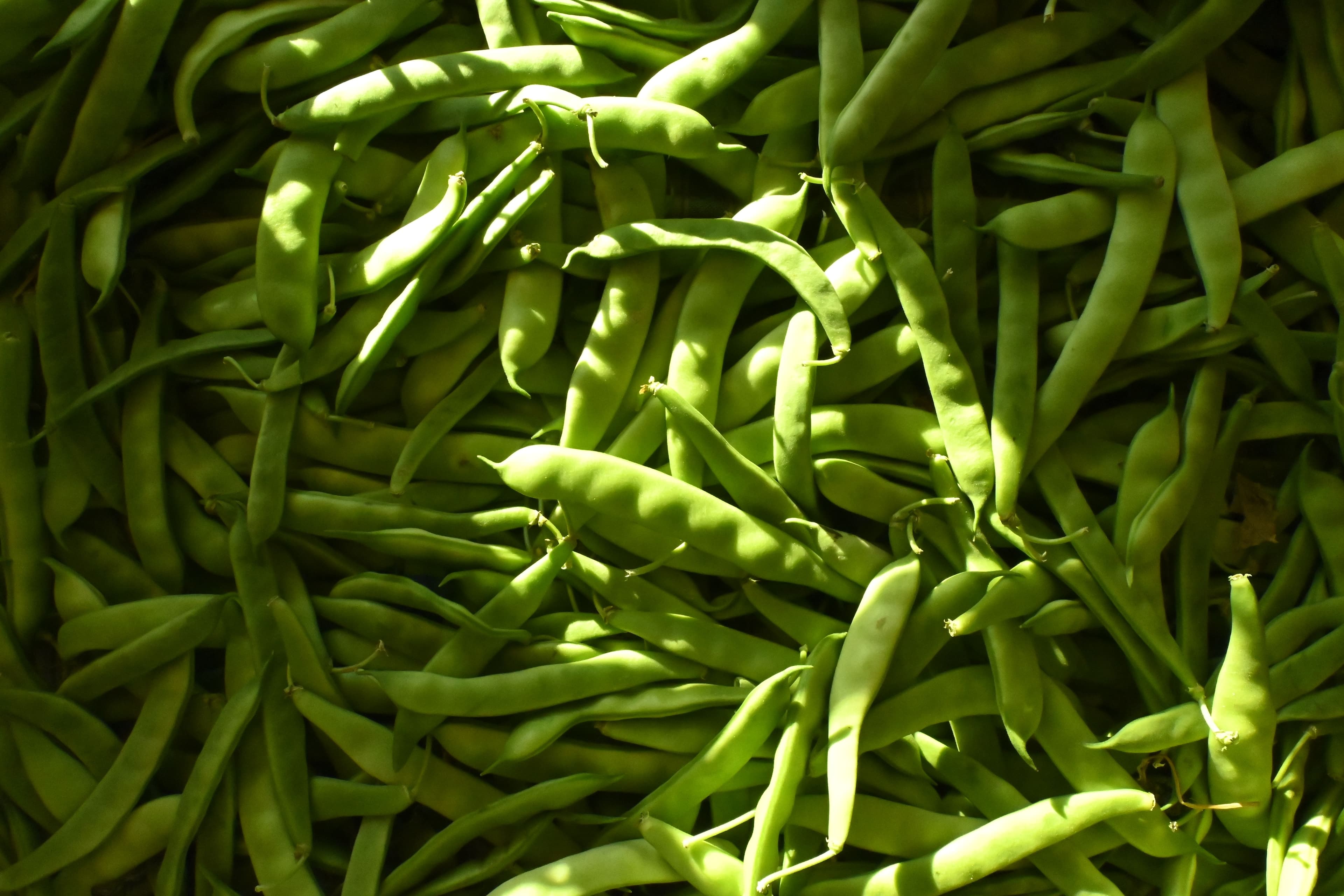 Cluster Beans / Guar sourced from India