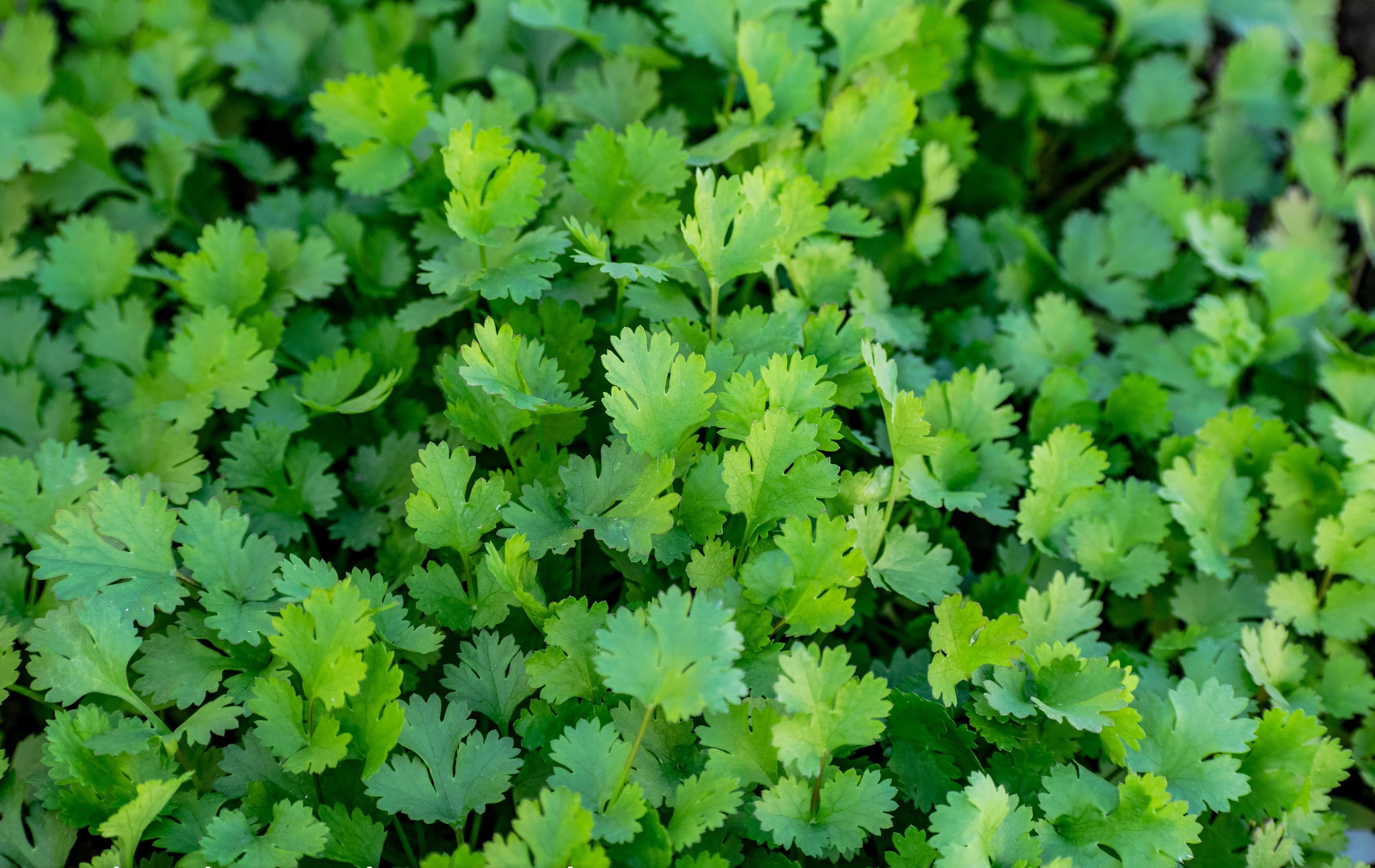 Fresh Coriander Leaves sourced from India
