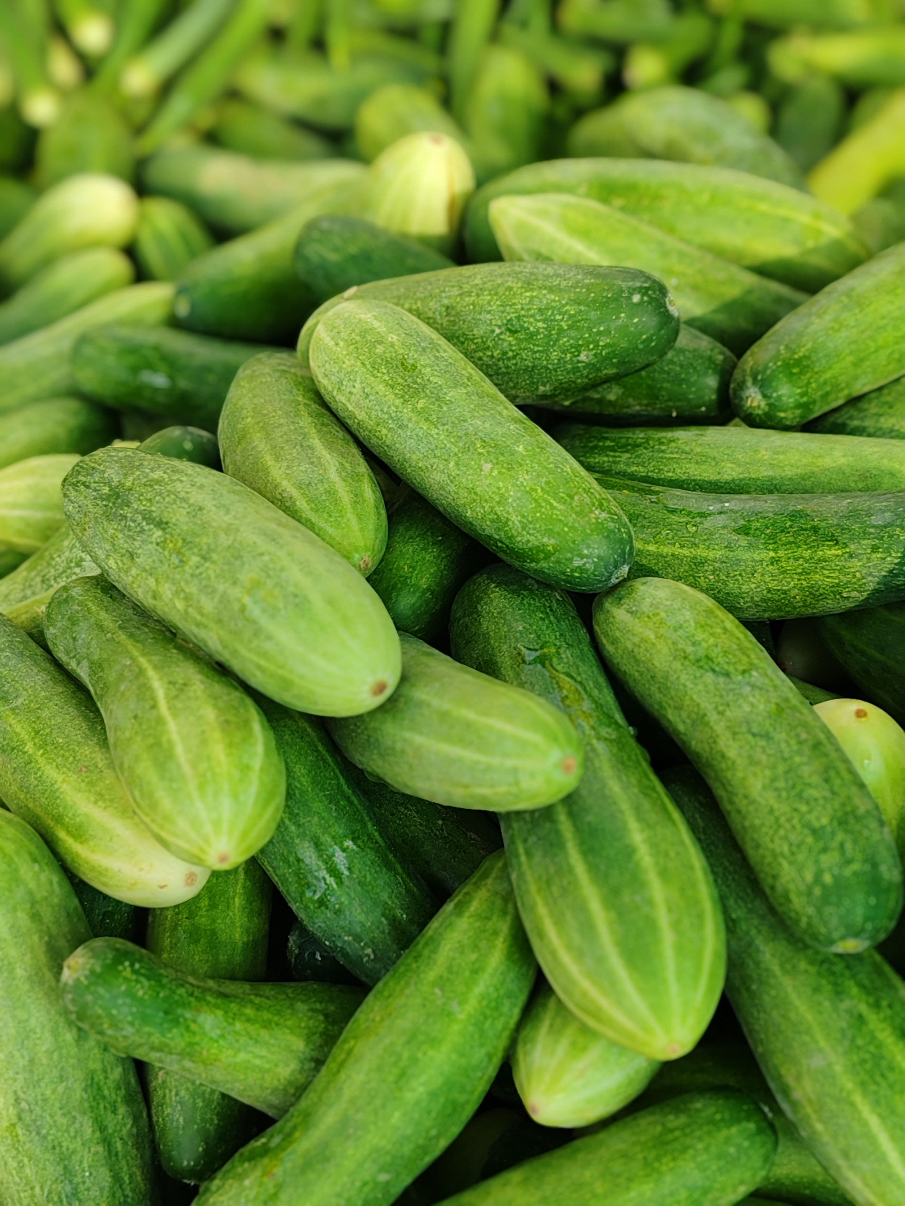 Cucumber sourced from India