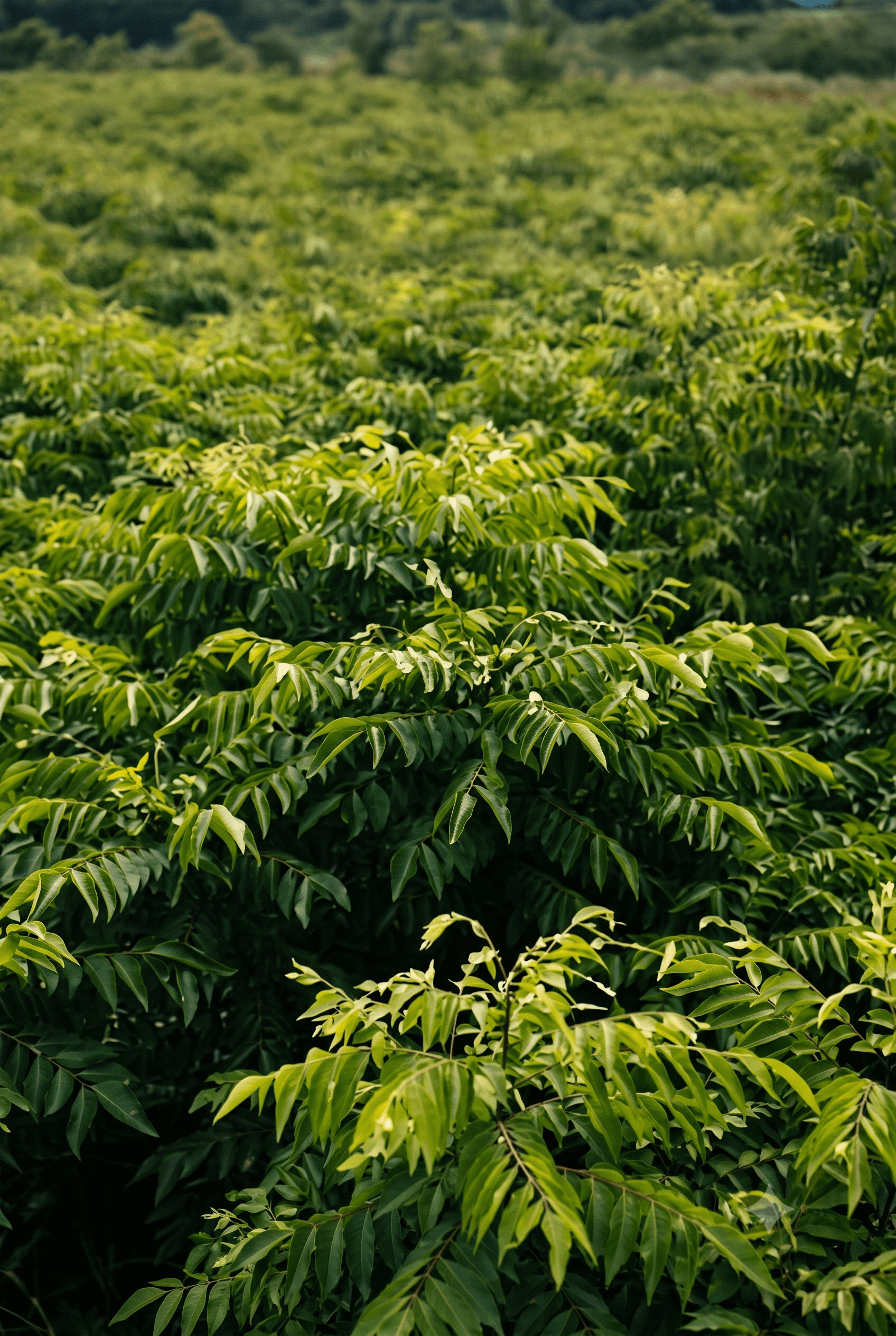 Fresh Curry Leaves sourced from India