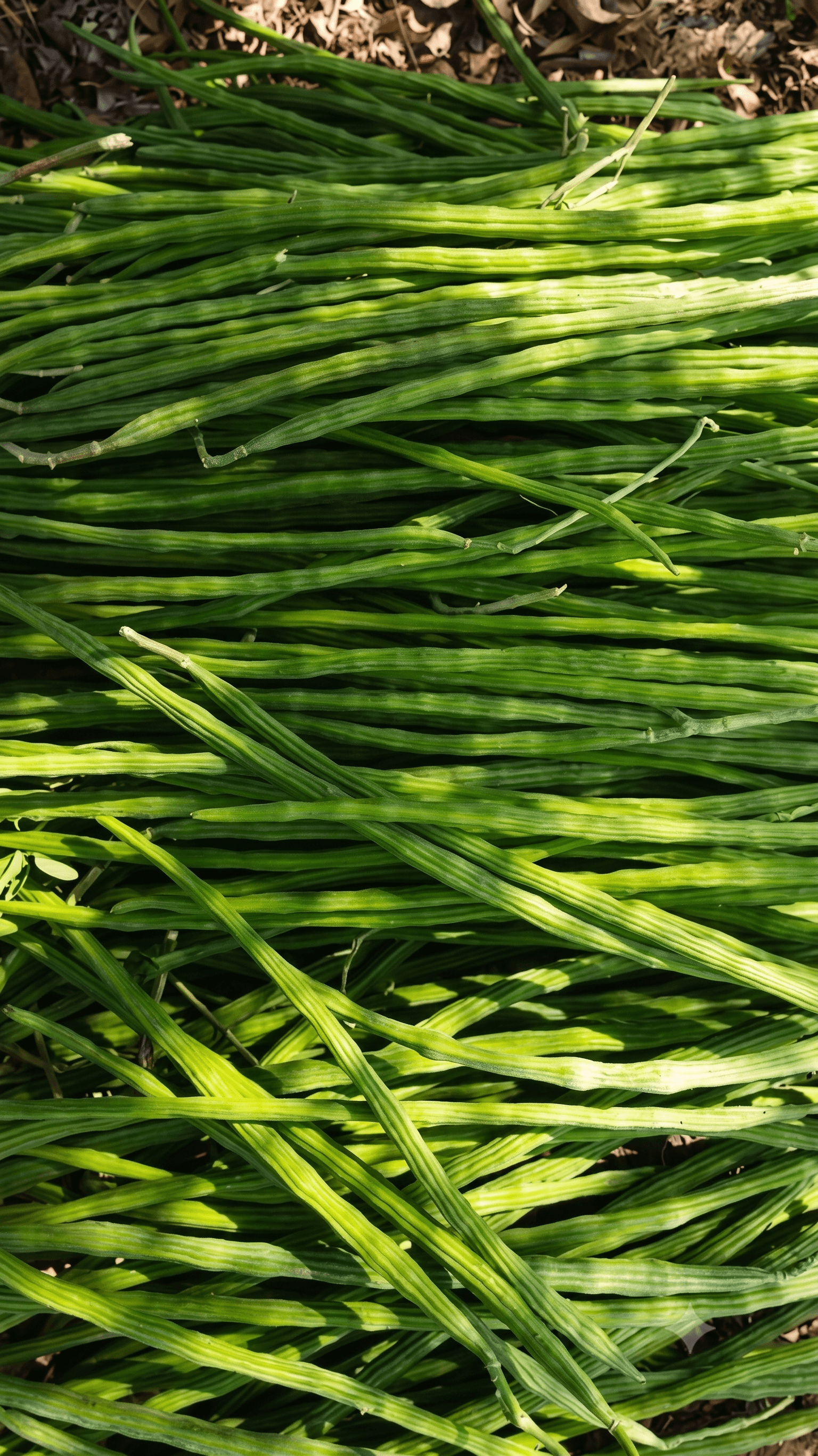 Drumstick / Moringa sourced from India