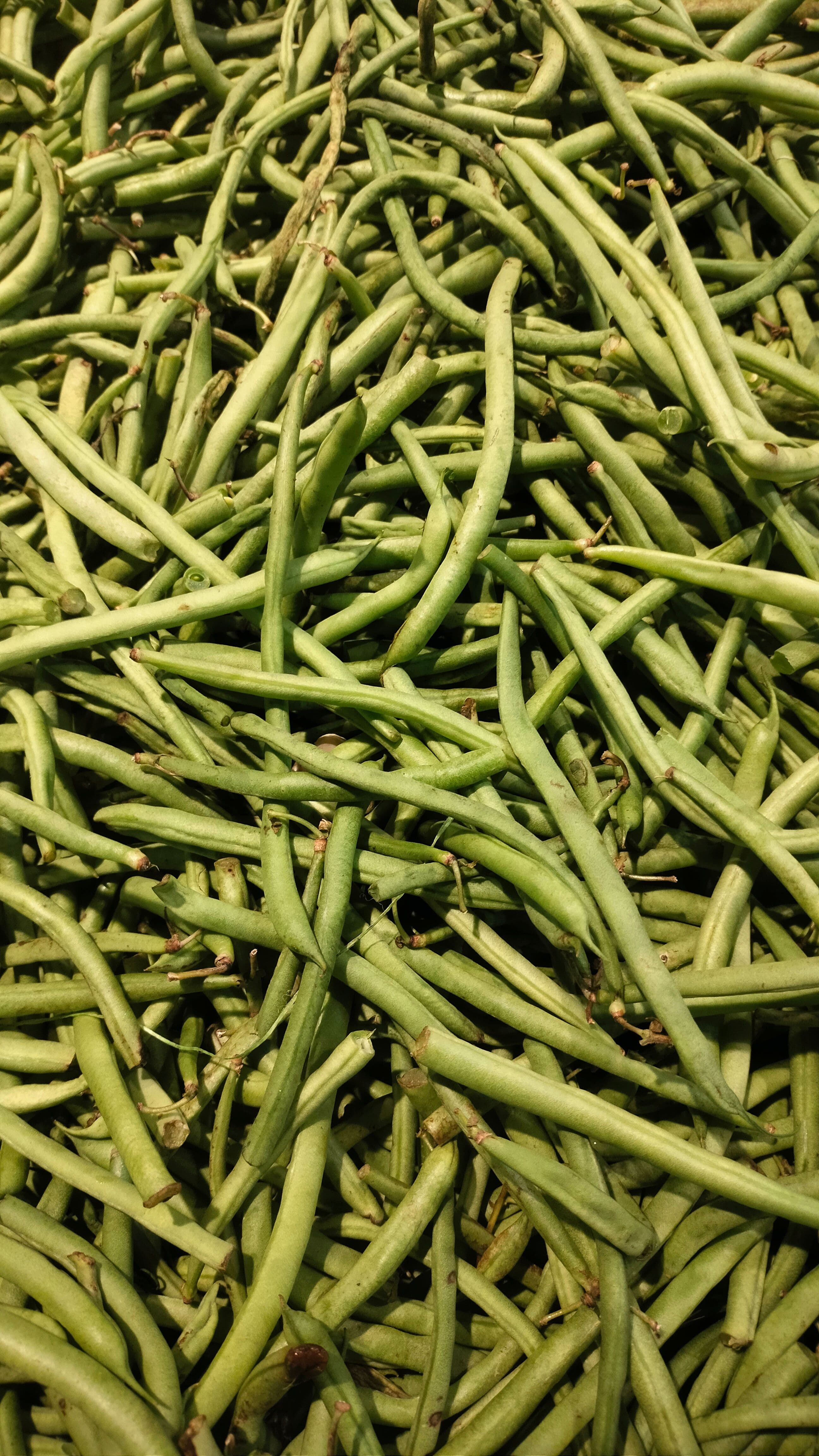 French Beans sourced from India