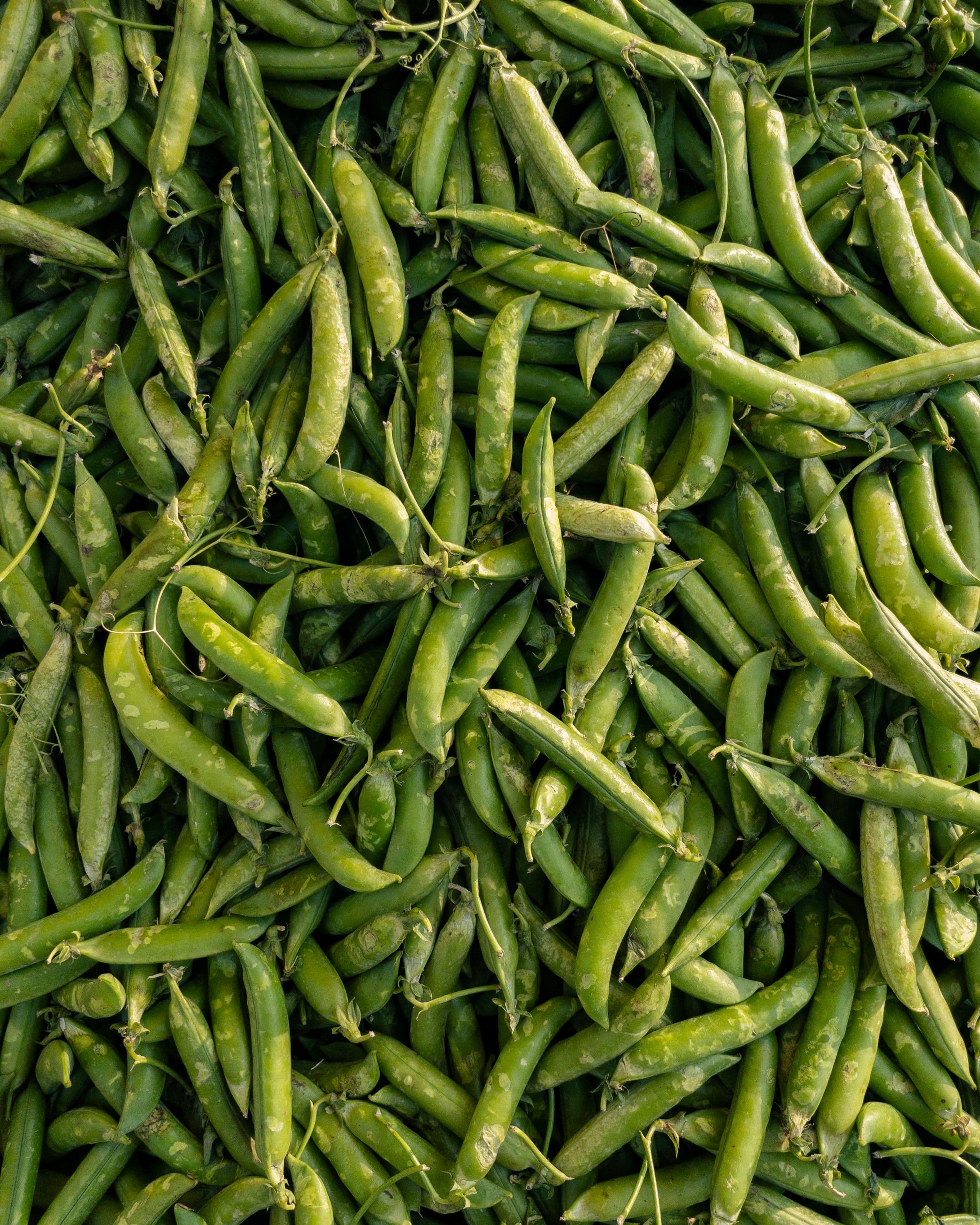 Green Peas sourced from India