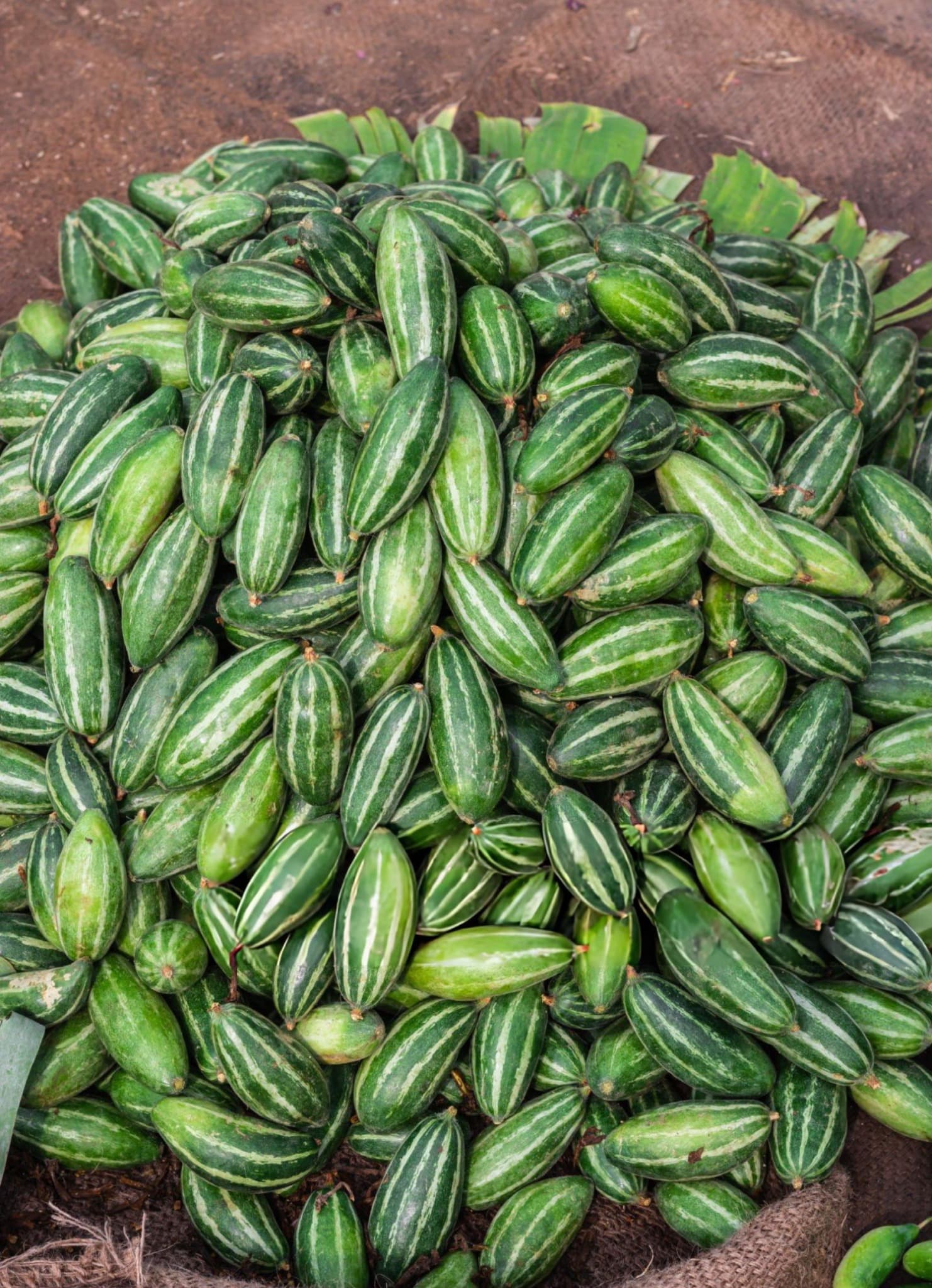 Pointed Gourd / Parwal