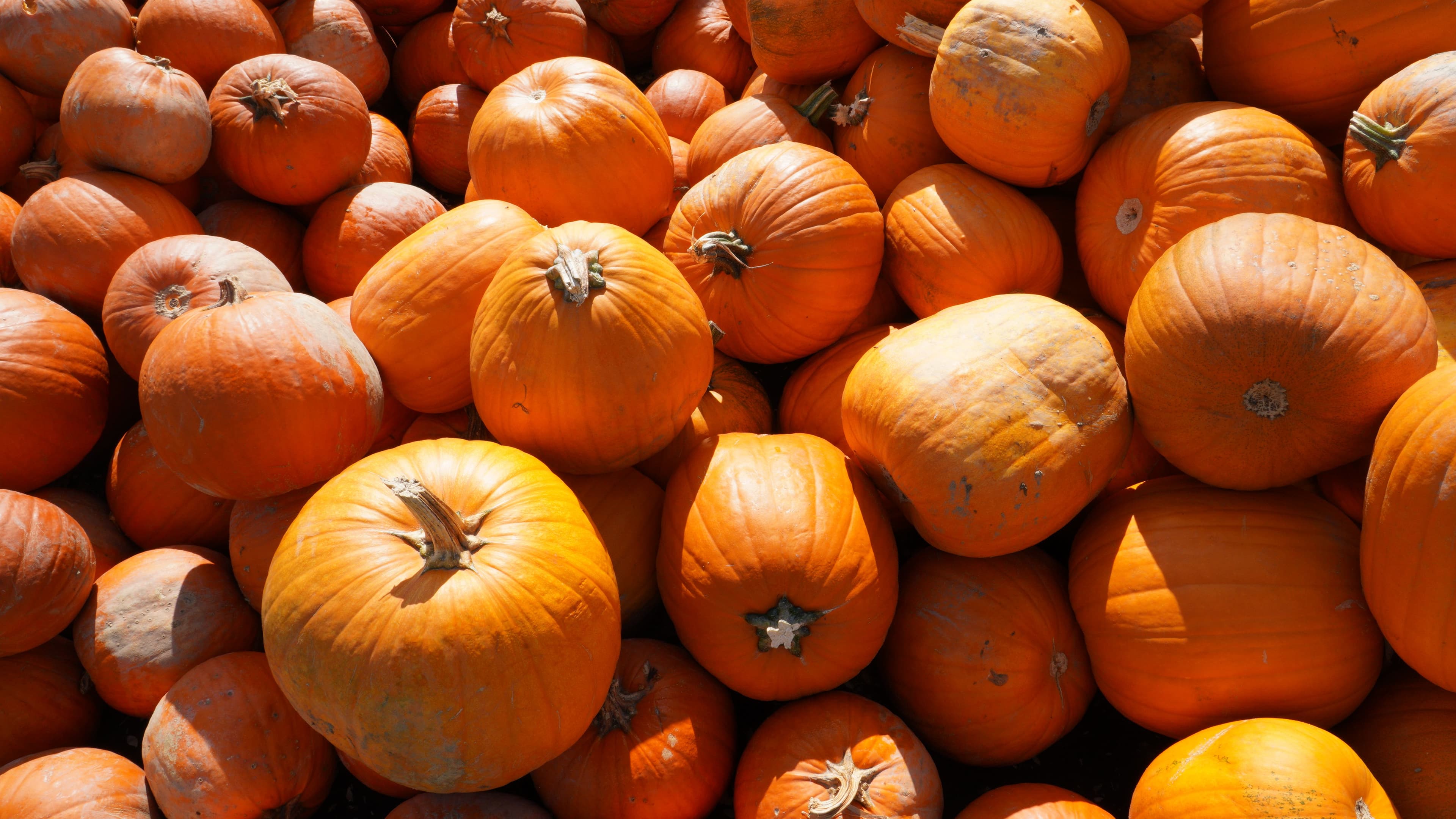 Pumpkin sourced from India