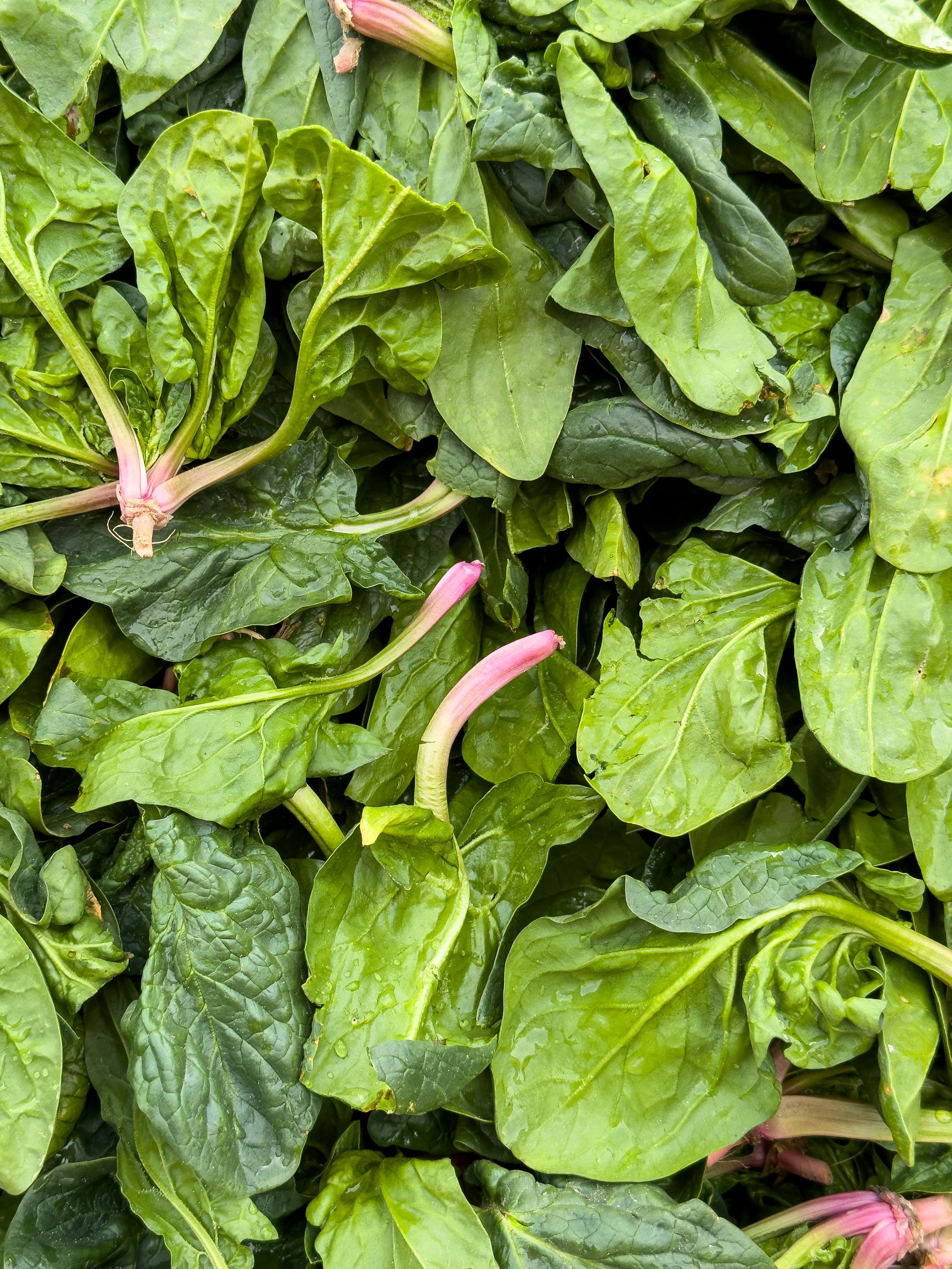 Fresh Spinach sourced from India