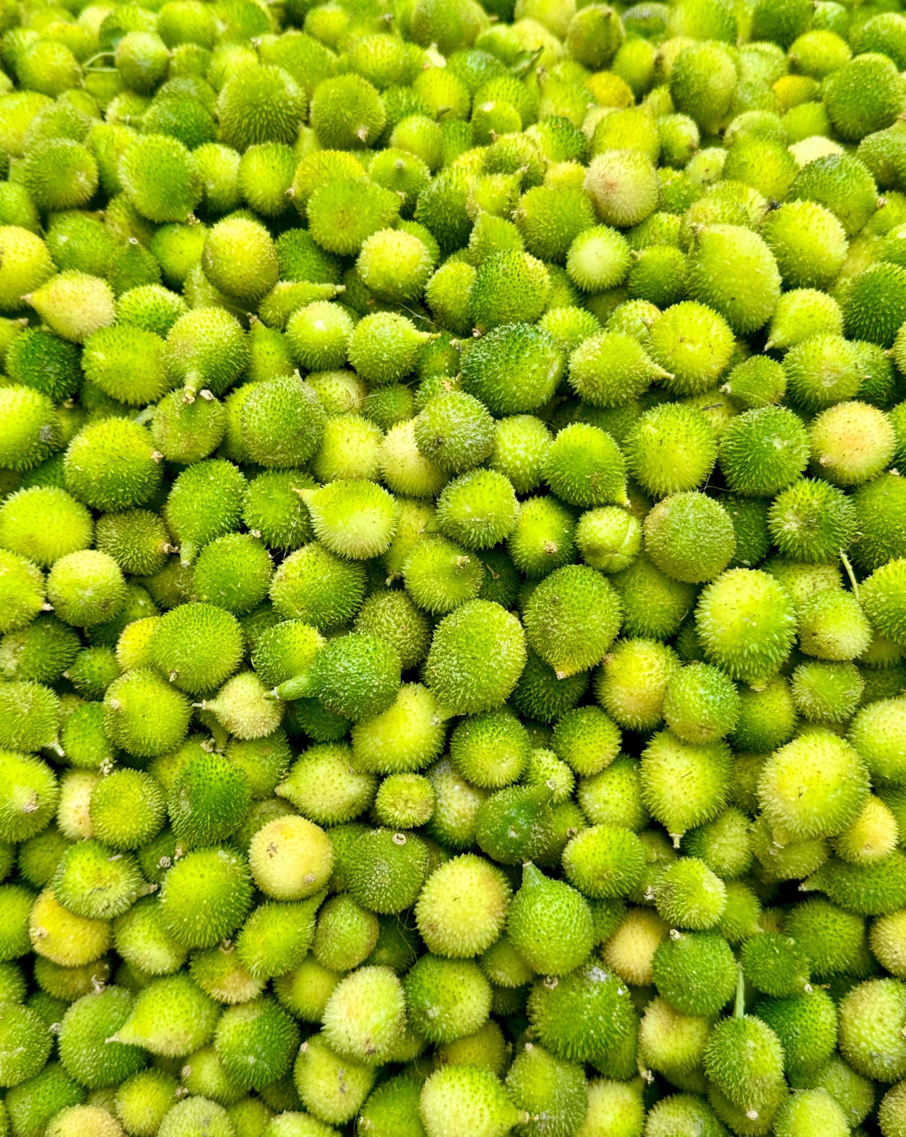 Spiny Gourd / Kantola sourced from India
