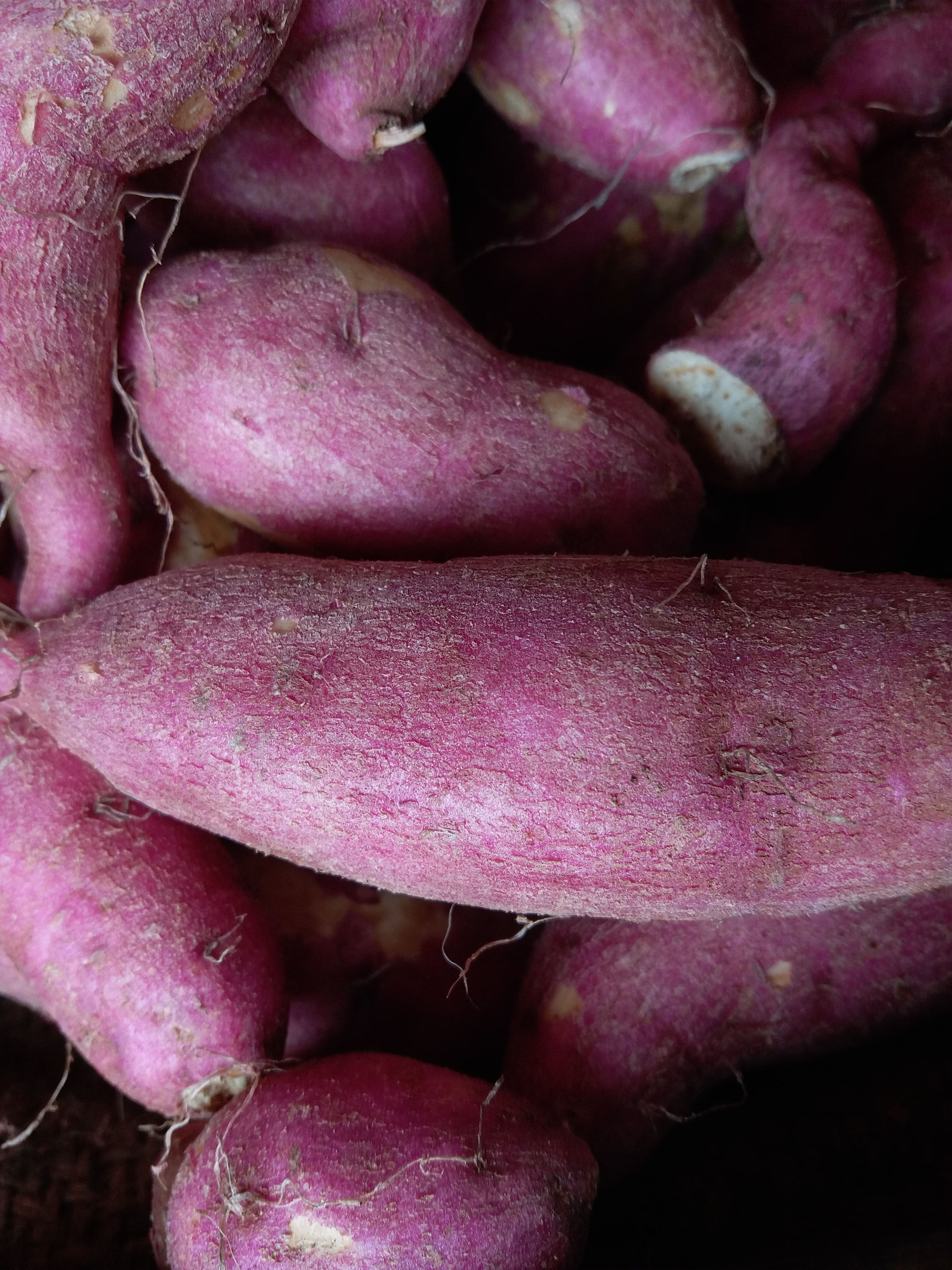 Sweet Potato sourced from India