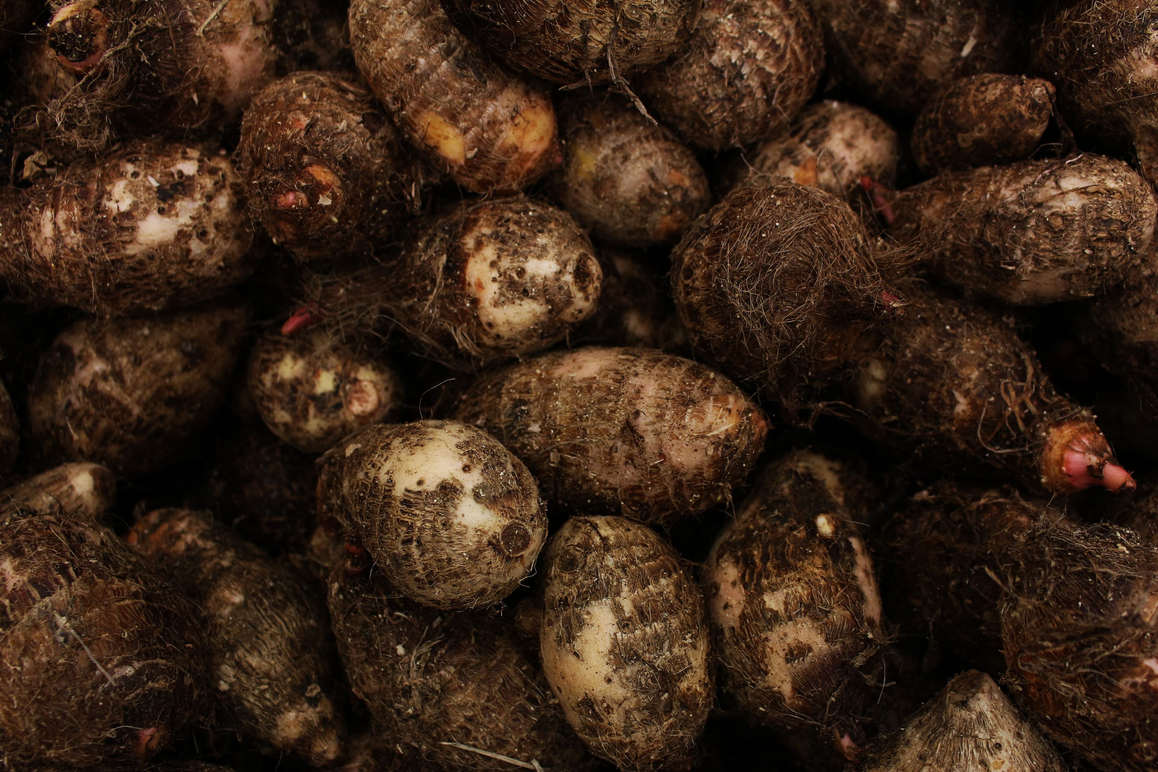 Taro Root / Arbi sourced from India